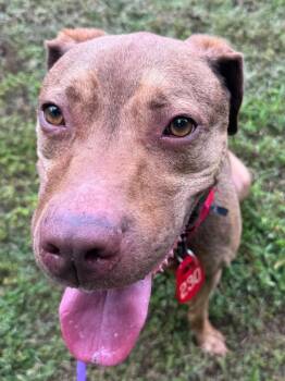 Chantz (ID 53049/3075) -  Pit Bull Terrier Dog for Adoption in Manassas, Virginia - Chantz (ID 53049/3075) | PetCurious