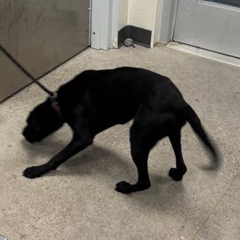 111616 -  Mixed Breed Dog for Adoption in Las Cruces, New Mexico - 111616 | PetCurious
