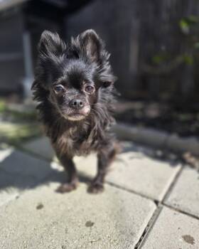 Chihuahua Dogs Available for Adoption in Pittsburg, California - *Havana Vacation -- SPICY | PetCurious