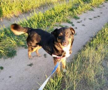Towa -  Mixed Breed Dog for Adoption in Fort Collins, Colorado - Towa | PetCurious