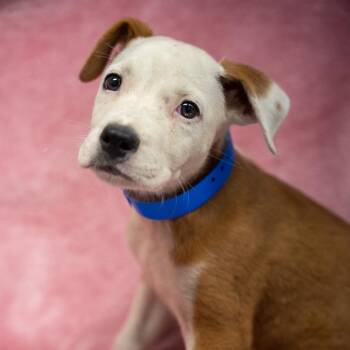 Roll -  English Bulldog and Labrador Retriever Dog for Adoption in Pawling, New York - Roll | PetCurious