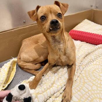 Rupert -  Chihuahua Dog for Adoption in Agoura Hills, California - Rupert | PetCurious