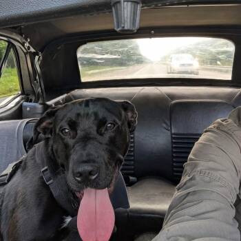 Manhattan -  Black Labrador Retriever Dog for Adoption in Clarksville, Tennessee - Manhattan | PetCurious