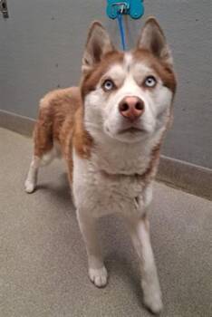 Siberian Husky Dogs Available for Adoption in Las Vegas, Nevada - TOGO | PetCurious
