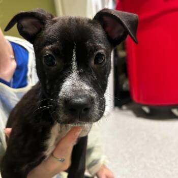 Diamond -  Mixed Breed Dog for Adoption in Englewood, Florida - Diamond | PetCurious