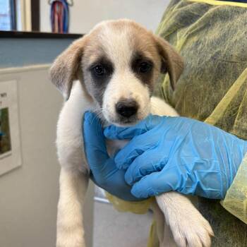 Anatolian Shepherd and Mixed Breed Dogs Available for Adoption in Bastrop, Texas - Gus 26-05-145 | PetCurious