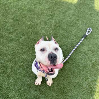 Scarlet -  Mixed Breed Dog for Adoption in Philadelphia, Pennsylvania - Scarlet | PetCurious