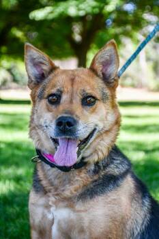 Mazie -  Cattle Dog and Mixed Breed Dog for Adoption in Bellevue, Washington - Mazie | PetCurious