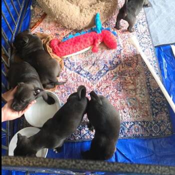 Border Collie and Mixed Breed Dogs Available for Adoption in Kansas City, Missouri - Sage | PetCurious