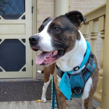 Kingston -  American Staffordshire Terrier and Mixed Breed Dog for Adoption in Murray, Utah - Kingston | PetCurious
