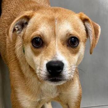 Simba -  Beagle and Chihuahua Dog for Adoption in Wichita, Kansas - Simba | PetCurious