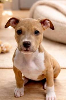 Pit Bull Terrier Dogs Available for Adoption in Naperville, Illinois - French Fry | PetCurious