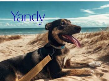 Rescue Australian Cattle Dog Blue Heeler and Shepherd Dogs for Adoption in Jenkintown, Pennsylvania - Yandy | PetCurious