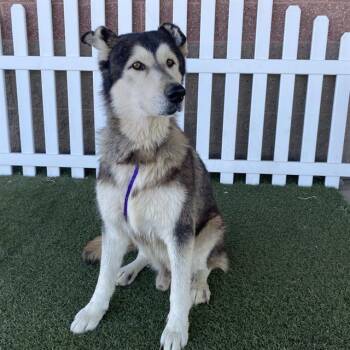 RIPPLE -  Siberian Husky and Mixed Breed Dog for Adoption in Modesto, California - RIPPLE | PetCurious