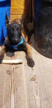 Rescue Belgian Shepherd Malinois Dogs for Adoption in Imlay City, Michigan - Boozy Brood - Vino- Located In Virginia | PetCurious