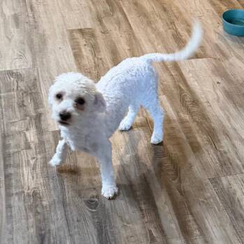 Santiago -  Poodle and Mixed Breed Dog for Adoption in Las Vegas, Nevada - Santiago | PetCurious