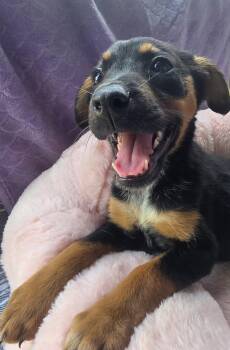 Princess -  Catahoula Leopard Dog Dog for Adoption in Boca Raton, Florida - Princess | PetCurious