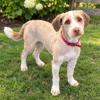 Neyo -  Mixed Breed Dog for Adoption in Wappingers Falls, New York - Neyo | PetCurious