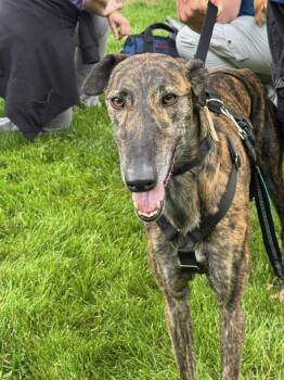 Solo -  Galgo Spanish Greyhound Dog for Adoption in Raytown, Missouri - Solo | PetCurious