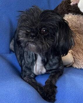 Al Pacino -  Shih Tzu and Lhasa Apso Dog for Adoption in Cedartown, Georgia - Al Pacino | PetCurious