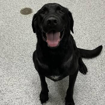 Kemet -  Labrador Retriever Dog for Adoption in Grand Rapids, Michigan - Kemet | PetCurious