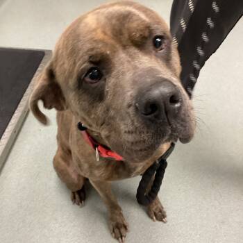 Rescue Pit Bull Terrier Dogs for Adoption in Abilene, Texas - Noah | PetCurious