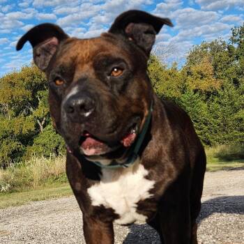 Pit Bull Terrier Dogs Available for Adoption in Dallas, Texas - BW | PetCurious