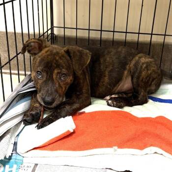 Sprout - 073009U -  Terrier and Mixed Breed Dog for Adoption in Tupelo, Mississippi - Sprout - 073009U | PetCurious
