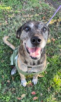 Rescue Mountain Cur Dogs for Adoption in Tyler, Texas - Cranjis | PetCurious