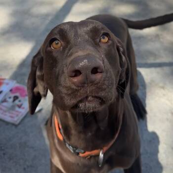 German Shorthaired Pointer Dogs Available for Adoption in Philadelphia, Pennsylvania - Heidi | PetCurious