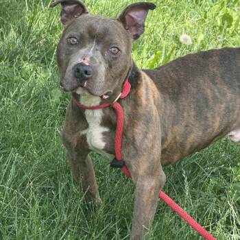 Cyrus -  Pit Bull Terrier Dog for Adoption in Springfield, Illinois - Cyrus | PetCurious