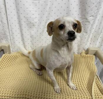 Chihuahua Dogs Available for Adoption in Modesto, California - A611013 | PetCurious