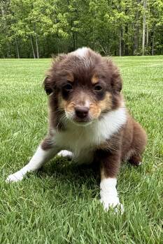 English Shepherd and Border Collie Dogs Available for Adoption in New Baltimore, Michigan - Henry | PetCurious