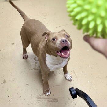 Rescue Pit Bull Terrier Dogs for Adoption in Milton, Georgia - Bellamy Marie | PetCurious