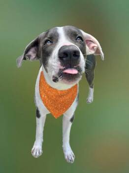 Rescue Great Dane and Pit Bull Terrier Dogs for Adoption in Sachse, Texas - Berry | PetCurious