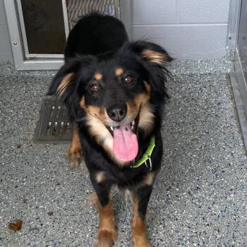 Evee -  Australian Shepherd and Shepherd Dog for Adoption in Charlottesville, Virginia - Evee | PetCurious