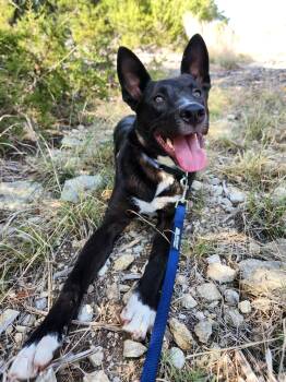 Jake -  German Shepherd Dog Dog for Adoption in Killeen, Texas - Jake | PetCurious