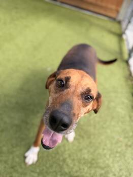 Jimmy -  Hound Dog for Adoption in Hilton Head Island, South Carolina - Jimmy | PetCurious