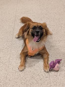 Rescue Pomeranian Dogs for Adoption in Baton Rouge, Louisiana - Coco | PetCurious