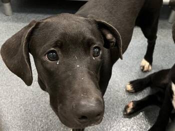 Rescue Mixed Breed Dogs for Adoption in Dallas, Texas - REX | PetCurious