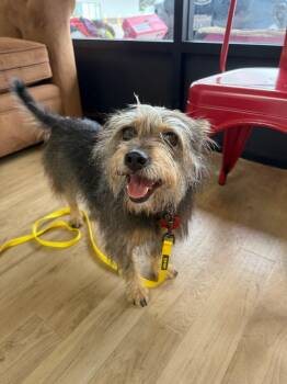 Terrier Dogs Available for Adoption in Shingle Springs, California - 26Happy | PetCurious