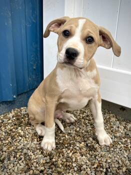 American Bulldog Dogs Available for Adoption in Kalamazoo, Michigan - Woodward | PetCurious