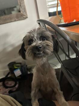 Peppa -  Schnauzer Dog for Adoption in Brownstown, Indiana - Peppa | PetCurious