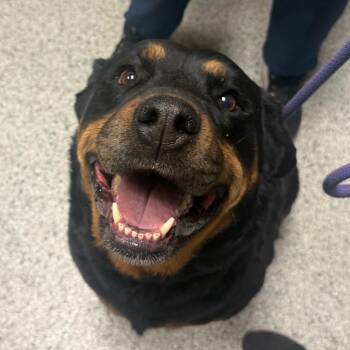 Rottweiler Dogs Available for Adoption in Reno, Nevada - Leilani | PetCurious