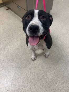 Rescue Pit Bull Terrier Dogs for Adoption in Riverside, California - LOTUS | PetCurious