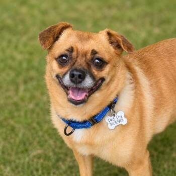 Chihuahua Dogs Available for Adoption in St. Petersburg, Florida - Chimmi | PetCurious