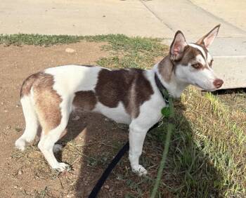 Tenaya -  Mixed Breed Dog for Adoption in Fort Collins, Colorado - Tenaya | PetCurious