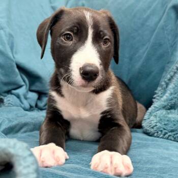 Rhodesian Ridgeback Dogs Available for Adoption in Parker, Colorado - 360 (2026) Ollie | PetCurious
