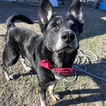 Rescue German Shepherd Dog Dogs for Adoption in Springtown, Texas - Norri | PetCurious