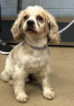 Tavian -  Mixed Breed Dog for Adoption in Chamblee, Georgia - Tavian | PetCurious